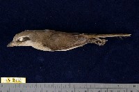 藏品(灰頭紅尾伯勞)的圖片